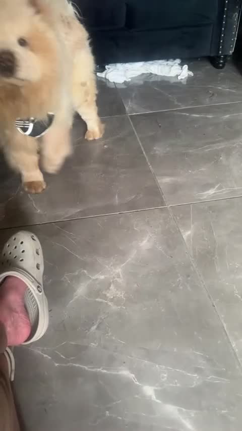 Chow Chow dogs for sale: Male chow chow for sale  in Plymouth - Video 2