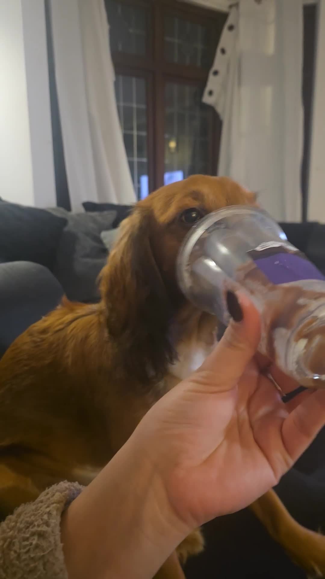 Bocker dogs for sale: Rehome in Braintree - Video 1