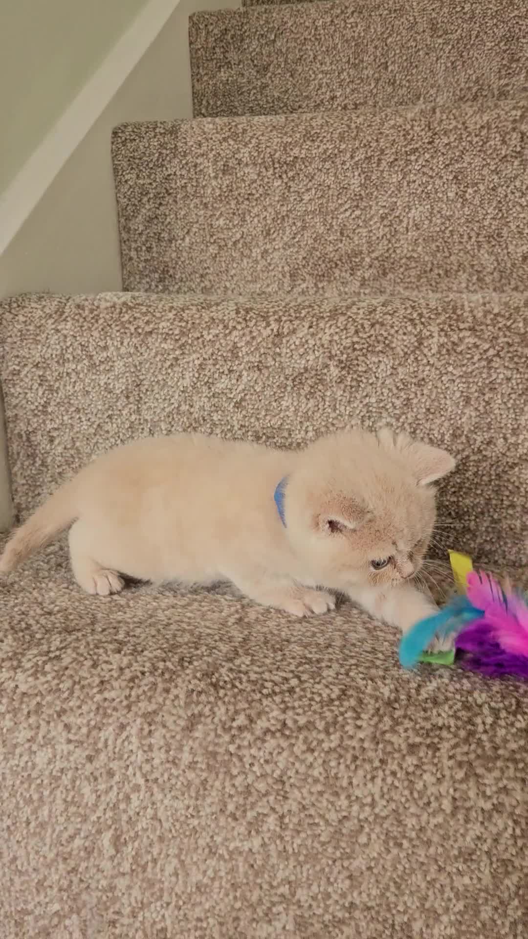 British Shorthair cats for sale: British shorthair kittens , ONLY 1 BOYS LEFT!!! - Video 3