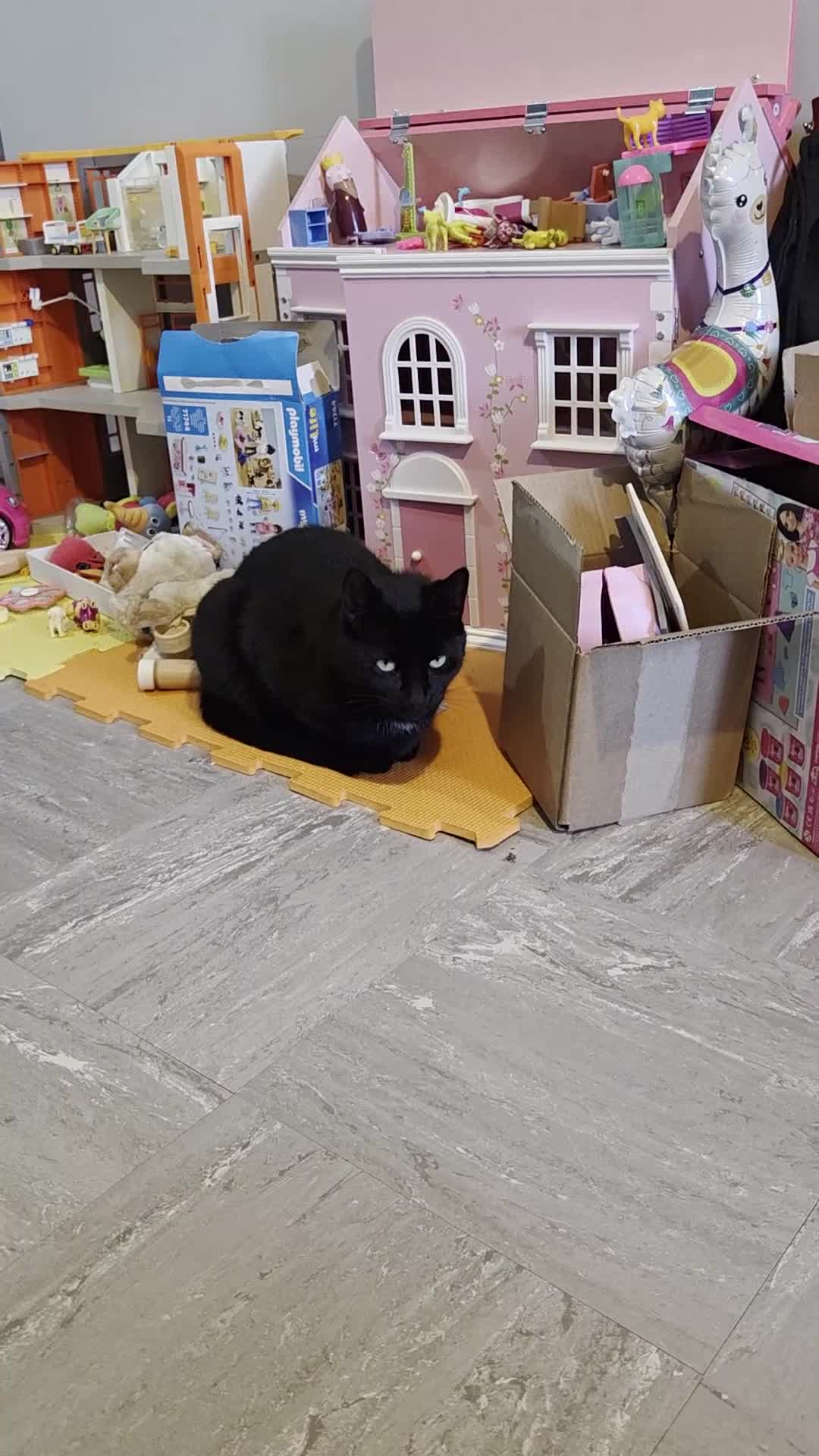 Domestic Shorthair cats for sale: 3 year old black cat looking for home - Video 1