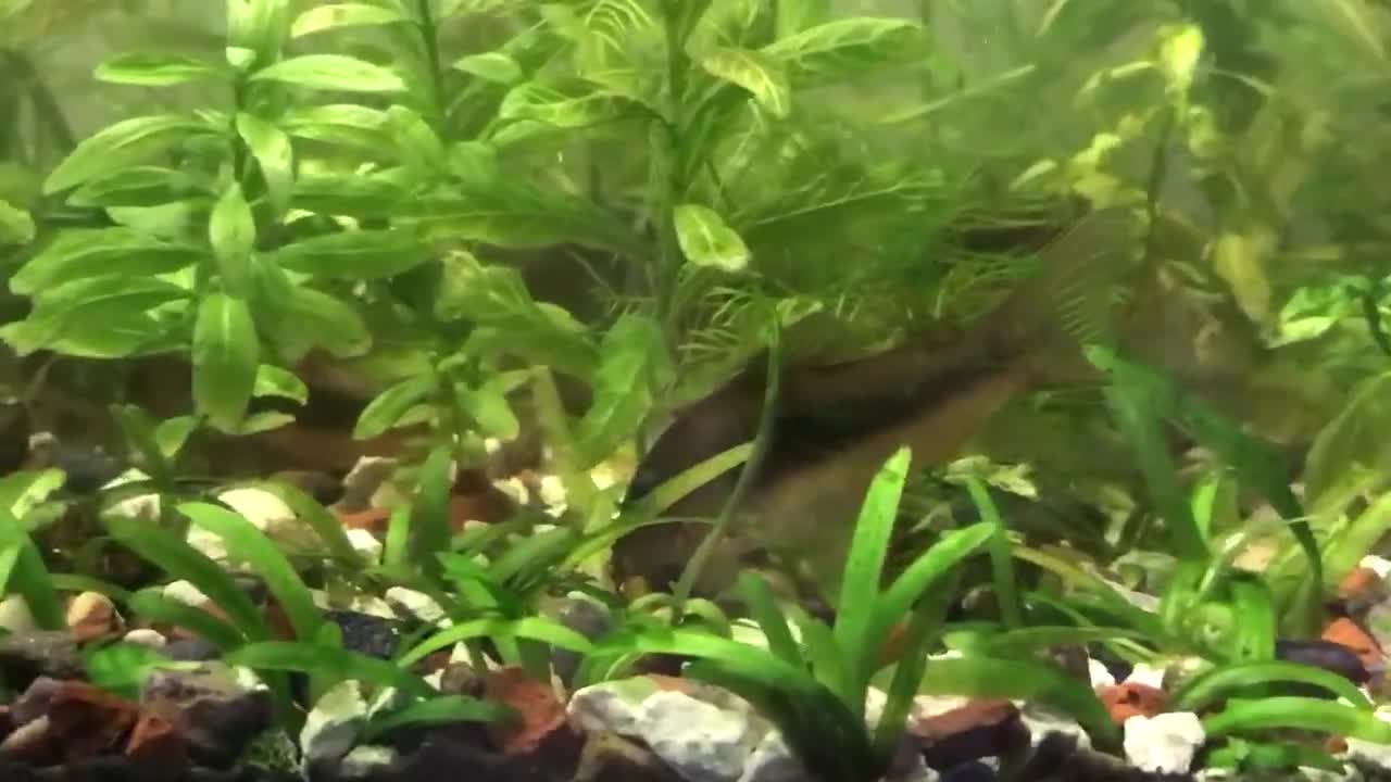 Corys fish for sale: Various species of Corydoras. Adult breeding pairs - Video 2