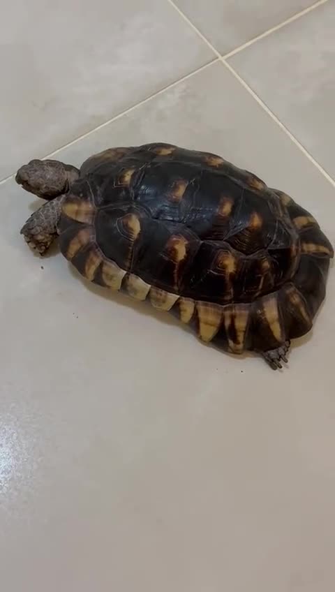 Tortoise reptiles for sale: Spur thighed tortoise  - Video 3