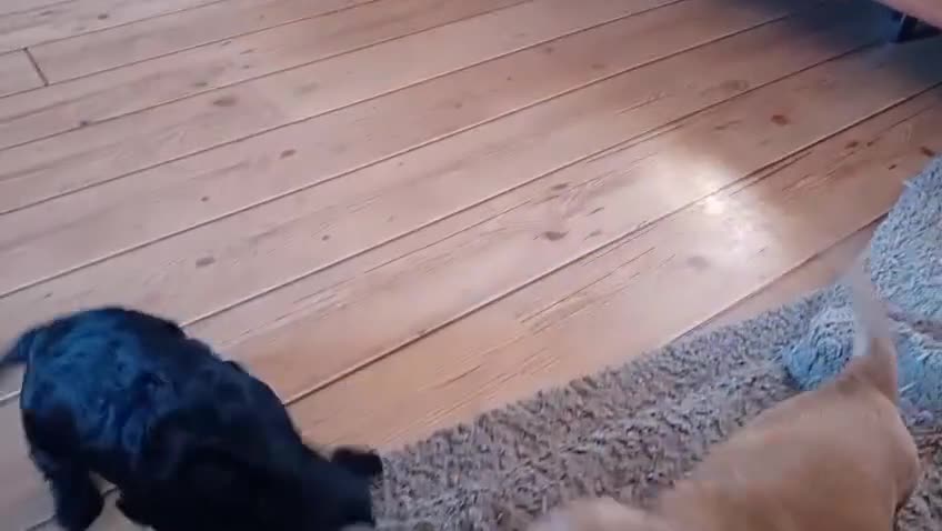 Cocker Spaniel dogs for sale: KC Registered Cocker Spaniel Puppies in Lanark - Video 1