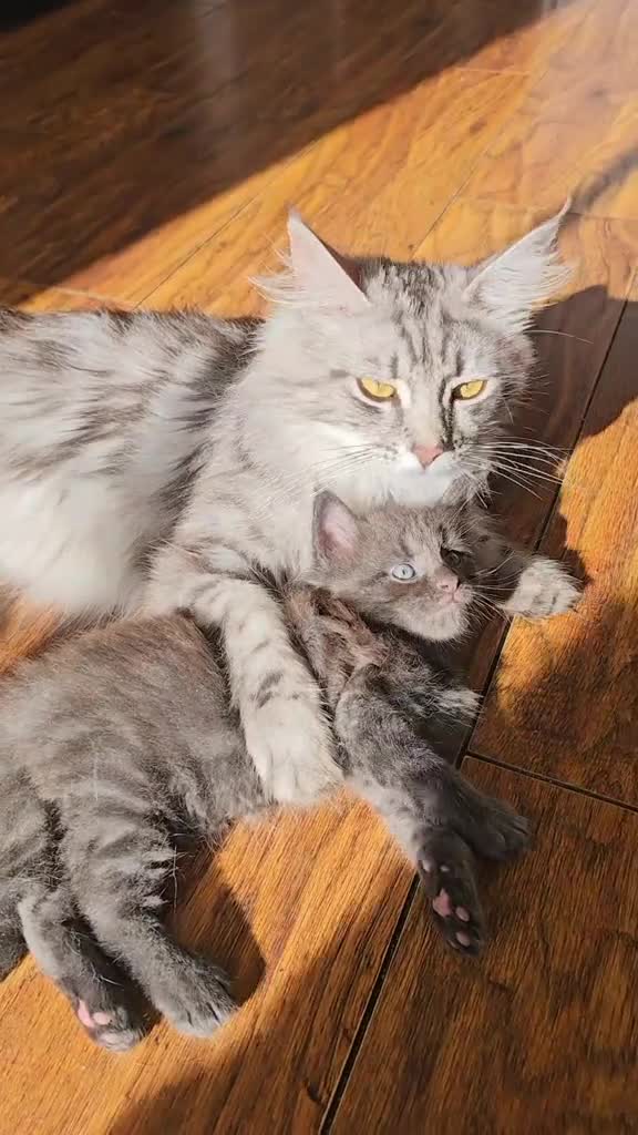 Maine Coon cats for sale: Mainecoon kittens - Video 2