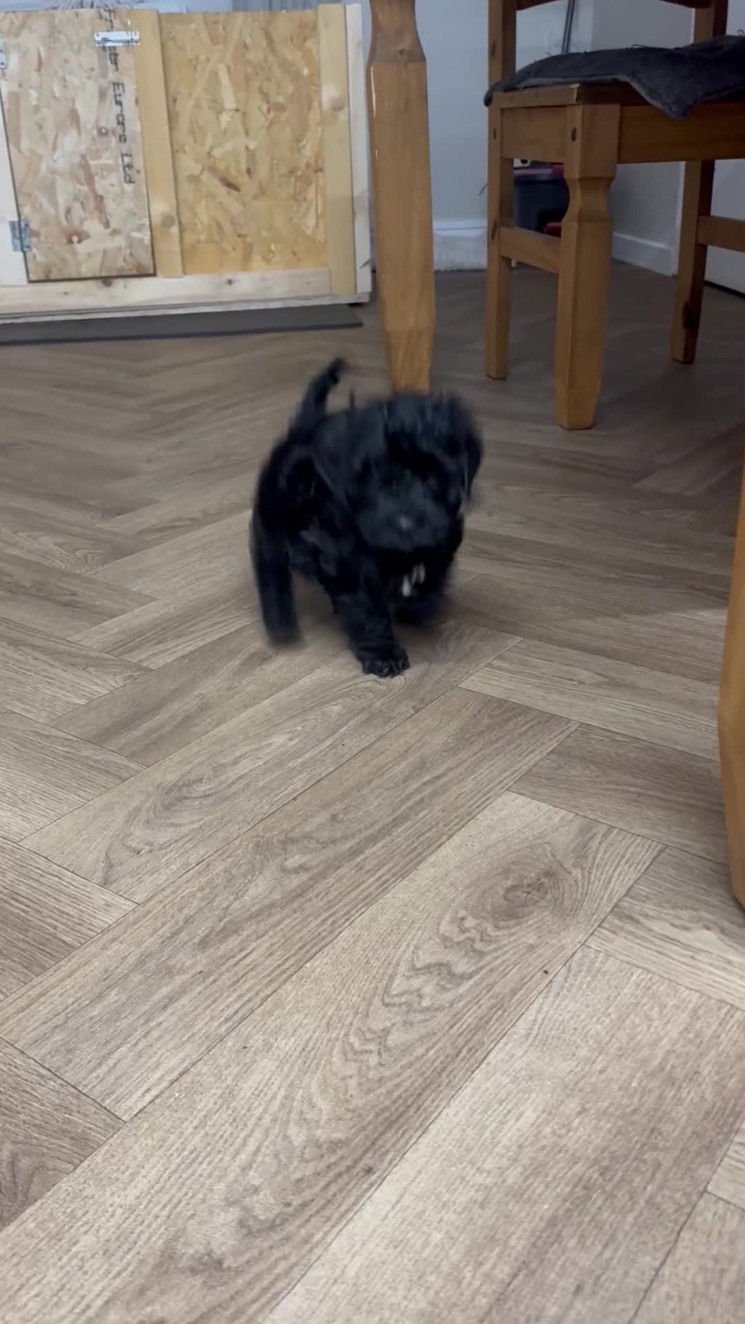Cockapoo dogs for sale: Gorgeous cockapoo puppies - Video 3