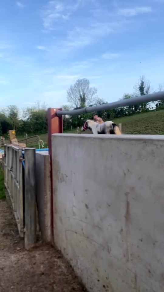 Irish Cob horses for sale: Gypsy cob  - Video 1