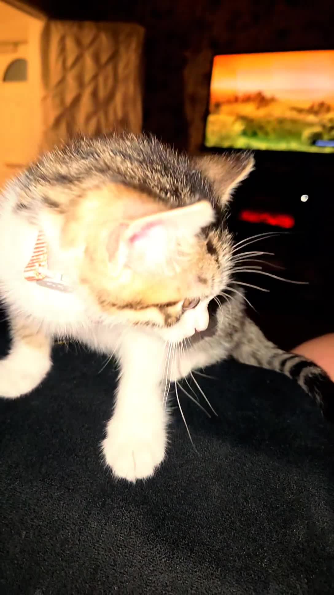 Mixed Breed cats for sale: Female Tabby Kitten  - Video 2