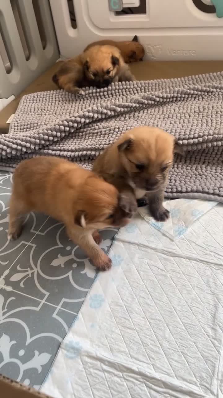 Pomeranian dogs for sale: POMERANIANS - Video 1