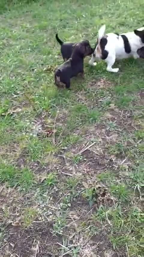 Jack Russell dogs for sale: Gorgeous JRT pups  in Cheltenham - Video 1