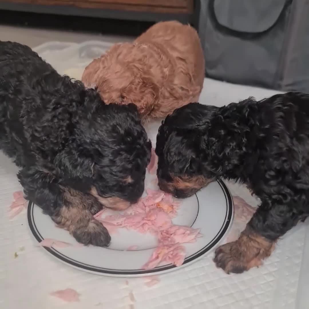 Toy Poodle dogs for sale: Beautiful Phantom Toy Poodle's!🧸😍 KC registered - Video 3