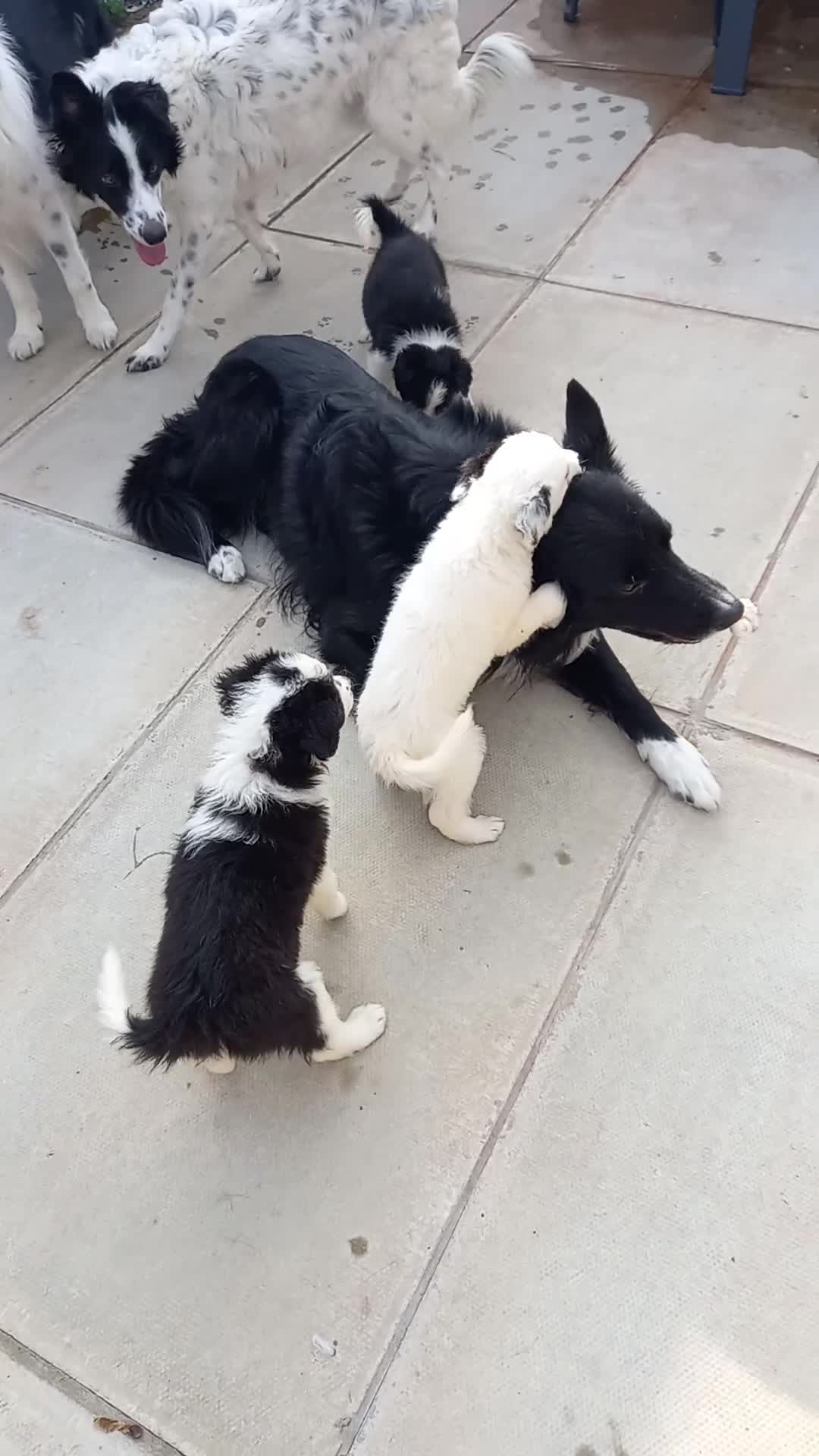 Border Collie dogs for sale: Border Collies for sale - Video 3