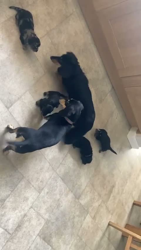Miniature Dachshund dogs for sale: Adorable Miniature Dachshund Puppies  in Manchester - Video 1