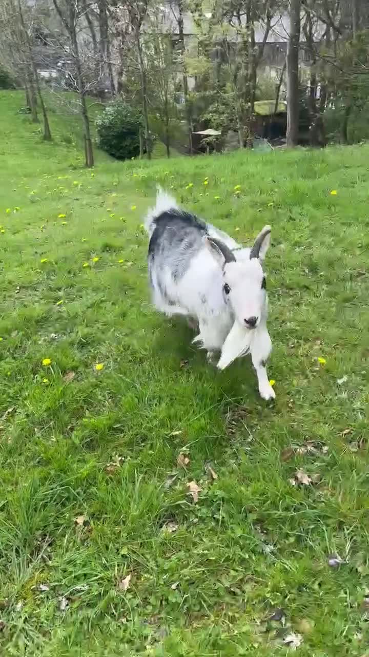 Goats livestock for sale: Bert the Pygmy wether in Rossendale - Video 1