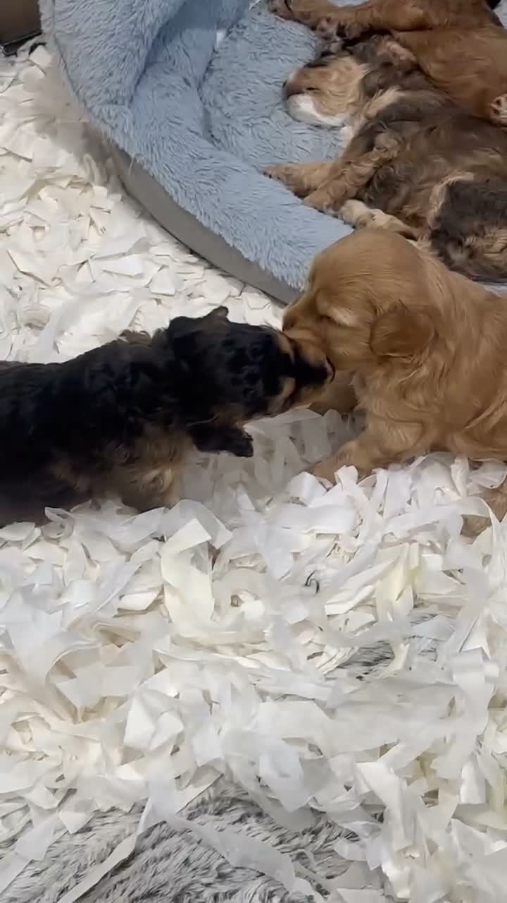 Mixed Breed dogs for sale: Beautiful Cockalier Puppies  - Video 2