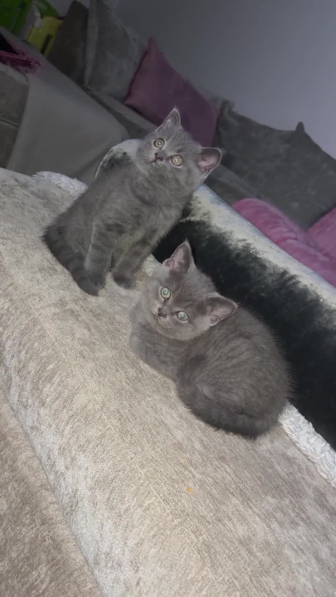 American Shorthair cats for sale: £400 each Last 2 boy British short hair kittens  - Video 1