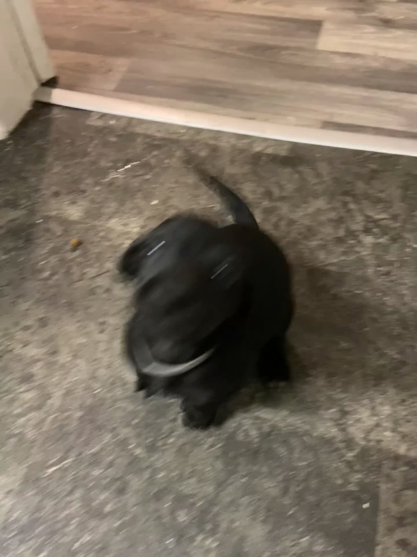 Mixed Breed dogs for sale: Dachshund cross Patterdale - Video 2