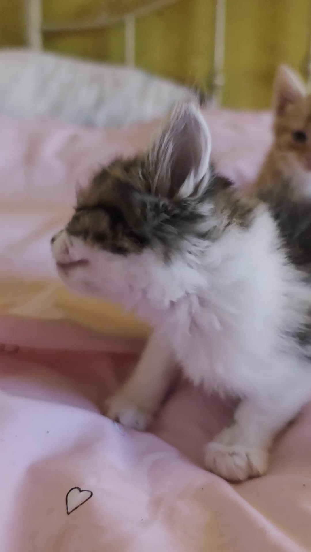 Mixed Breed cats for sale: 1/4 Maine coon kittens in Wolverhampton - Video 2