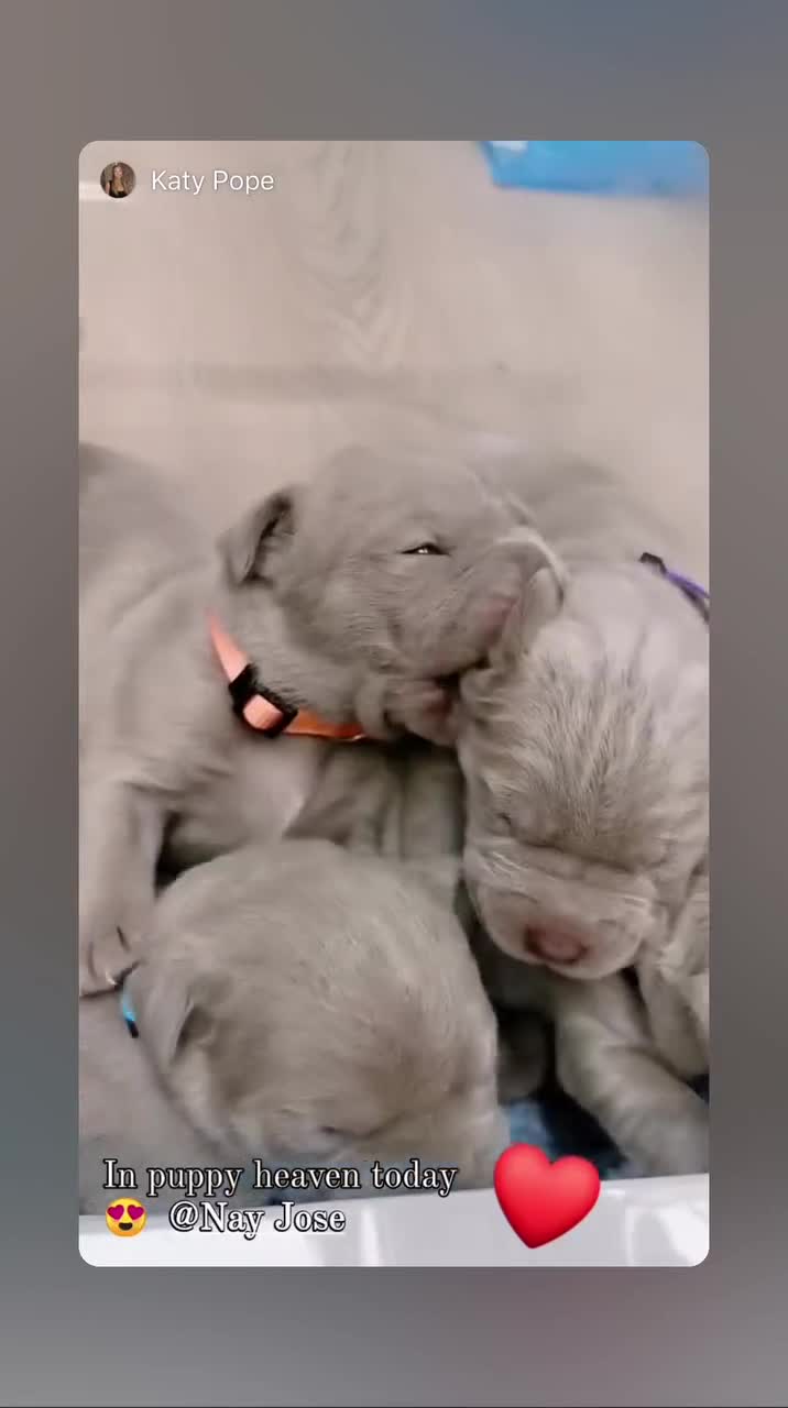 Mastiff dogs for sale: Neapolitan x Cane Corso Mix - Video 1