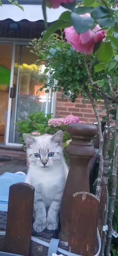 Scottish Fold cats for sale: Scottish Straight Male - Video 1