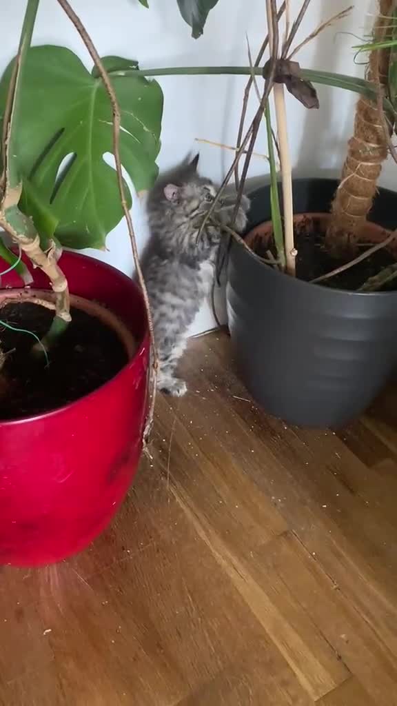 Mixed Breed cats for sale: Adorable Persian-X kittens for sale  - Video 3