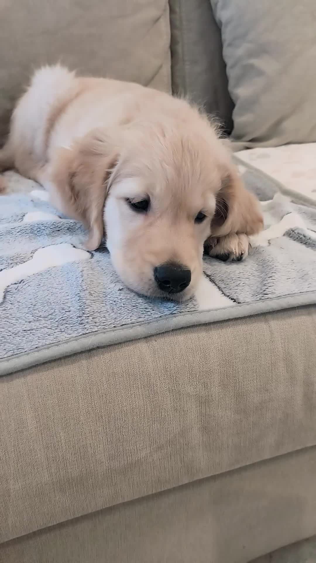 Golden Retriever dogs for sale: 🐶Golden retriever puppy  - Video 2