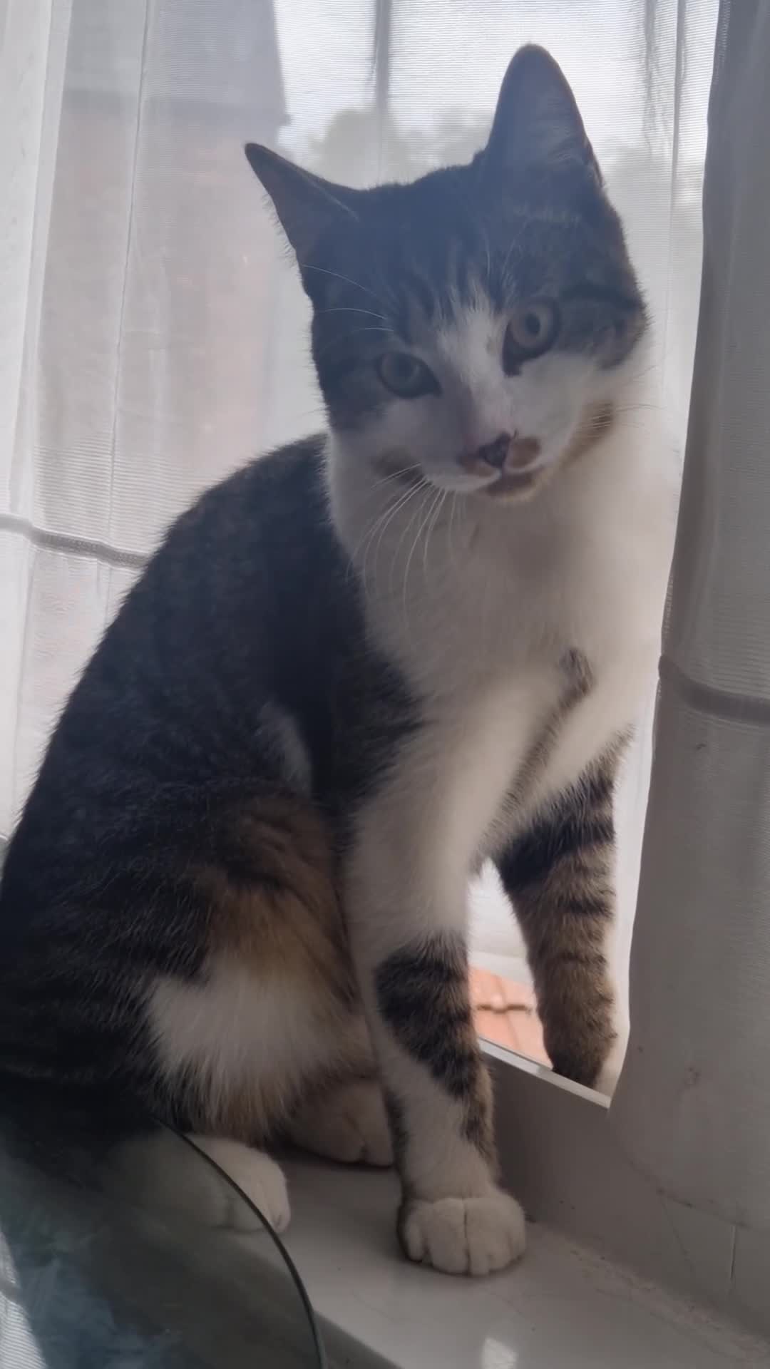 Domestic Shorthair cats for sale: Cat available today - Video 3