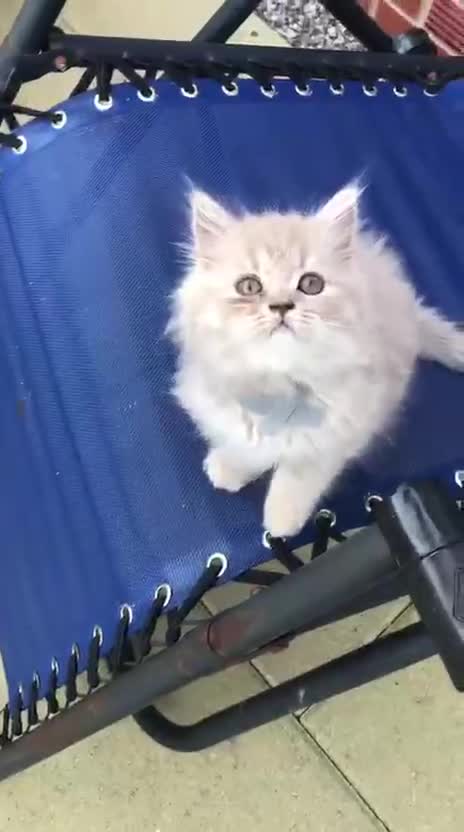 British Longhair cats for sale: 3 X BLH Haired kittens, READY NOW - Video 3
