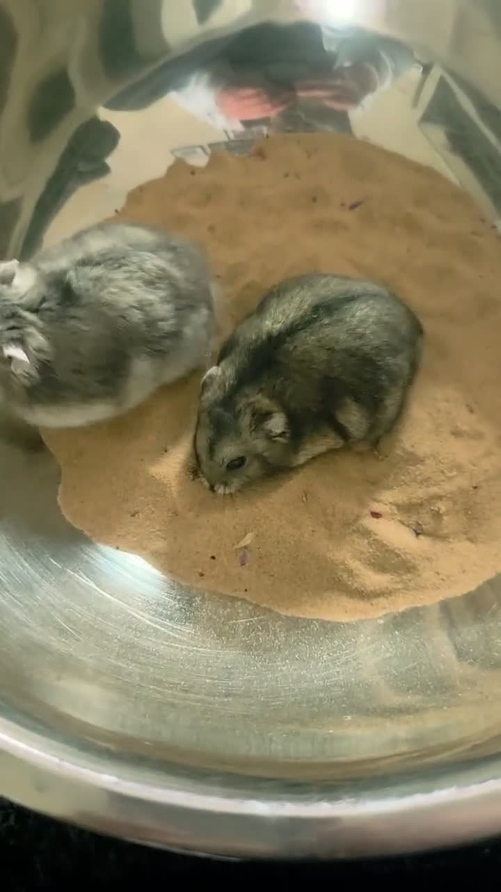 Hamster rodents for sale: Two male dwarf hamsters - Video 1