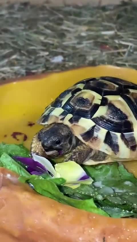 Tortoise reptiles for sale: 4-Year-Old Herman Tortoise Seeking New Home - Video 1