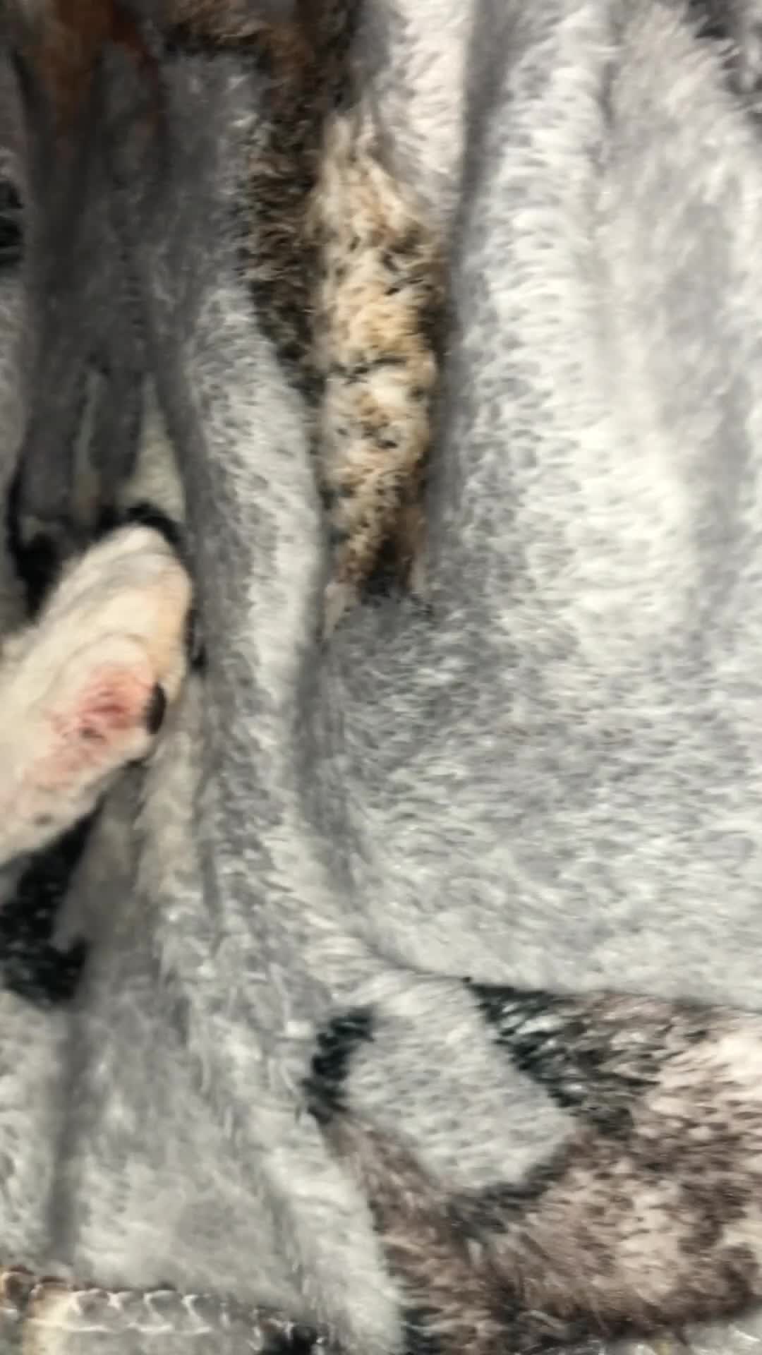 Mixed Breed cats for sale: 4 kittens looking for home.  in Castleford - Video 1
