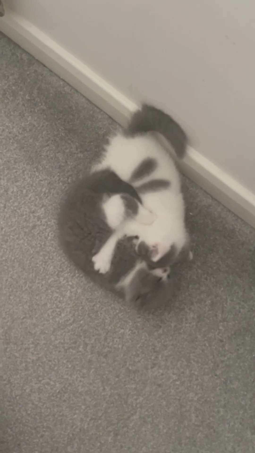 British Shorthair cats for sale: GCCF Adorable British Shorthair Companions - Video 3