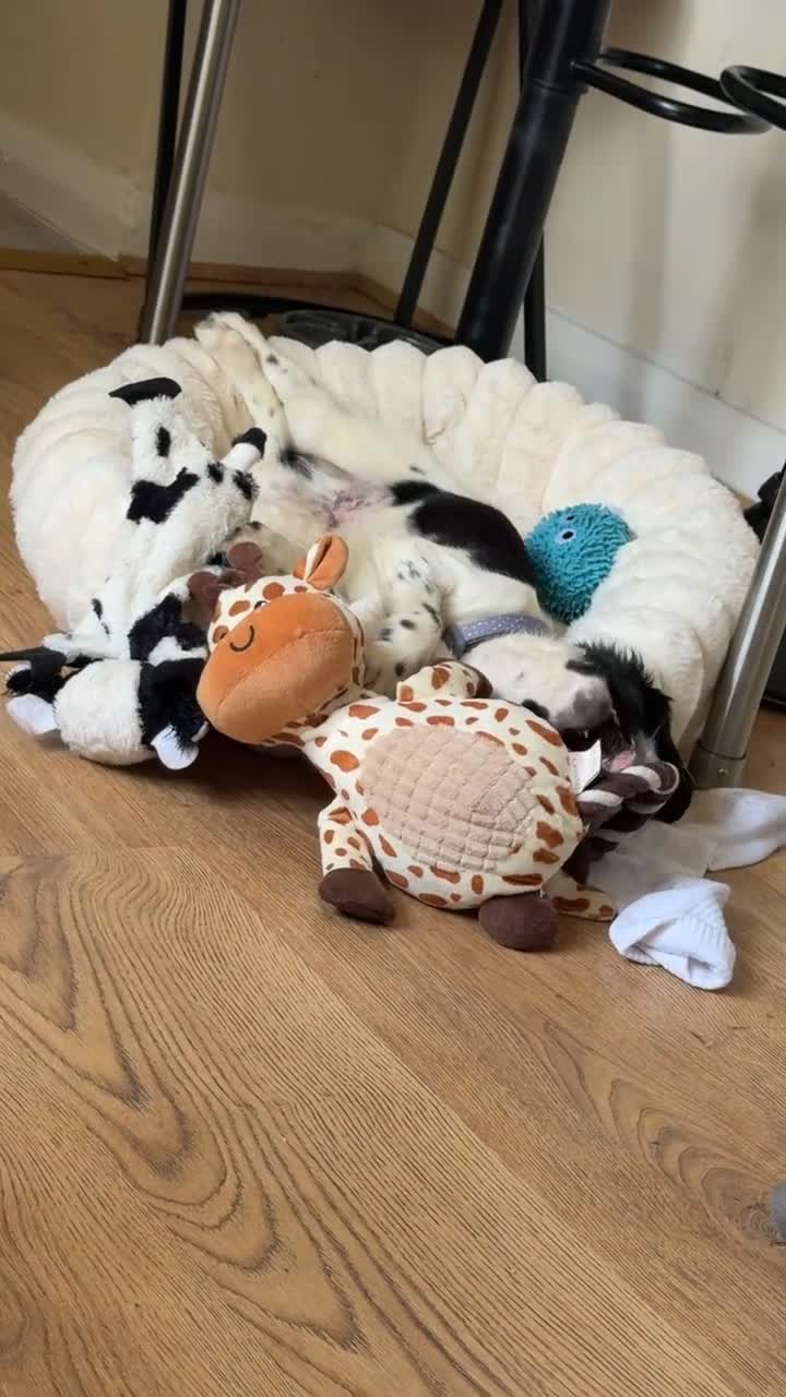 English Springer Spaniel dogs for sale: Spring Spaniel in Doncaster - Video 2