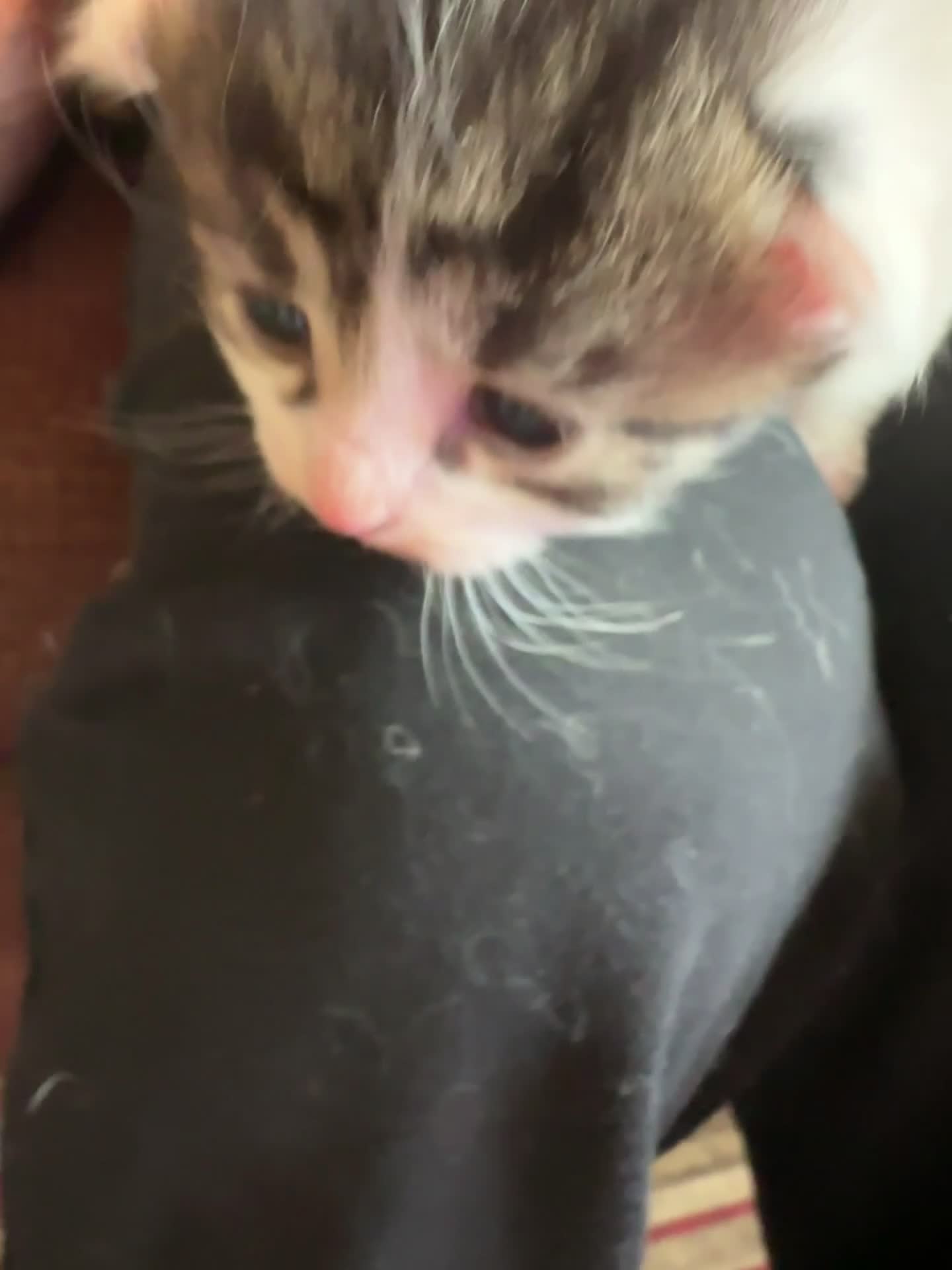 British Shorthair cats for sale: Beautiful kittens  - Video 4