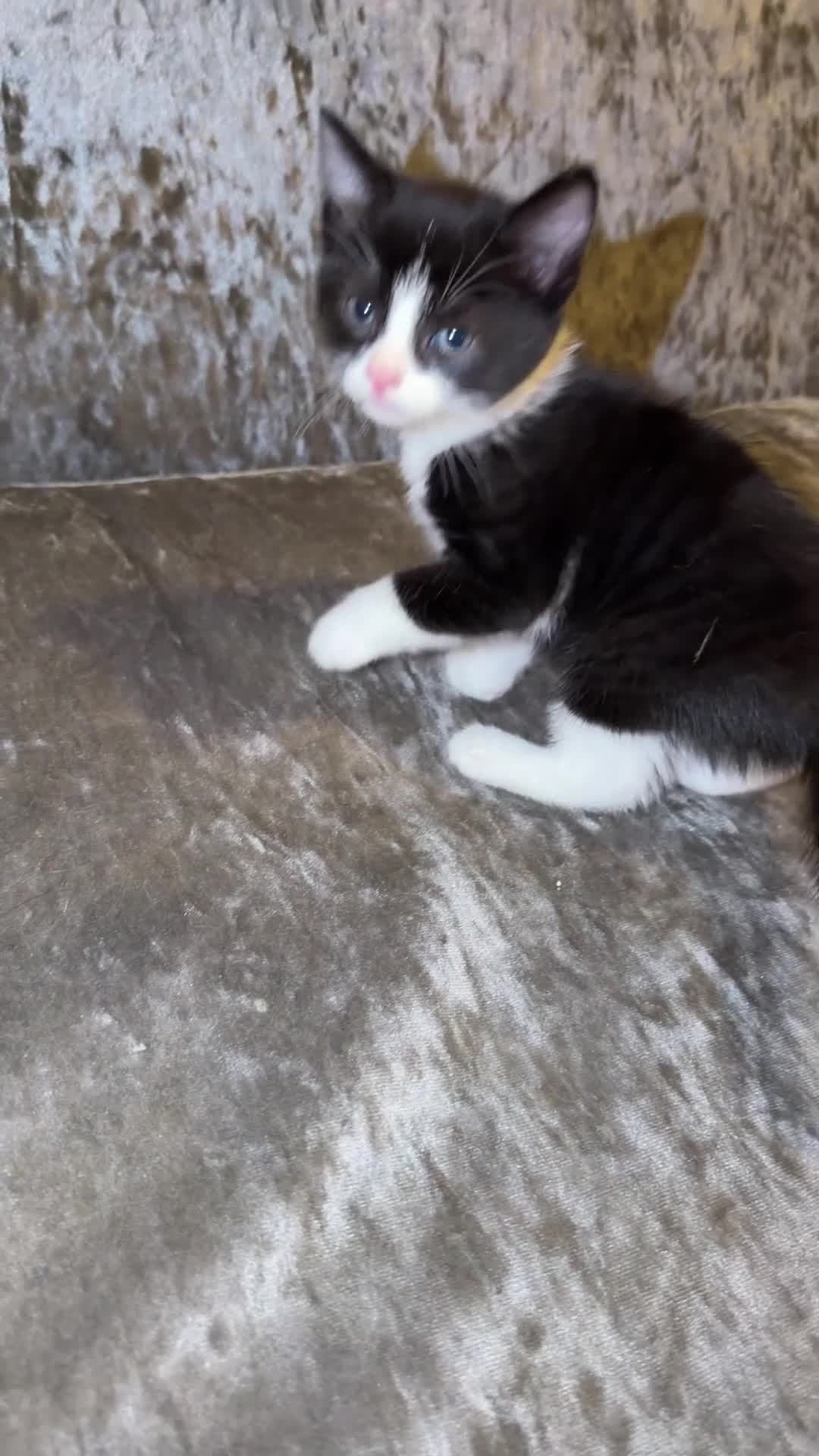 Mixed Breed cats for sale: Gorgeous Kittens Looking for  Homes 🐾 in Feltham - Video 2