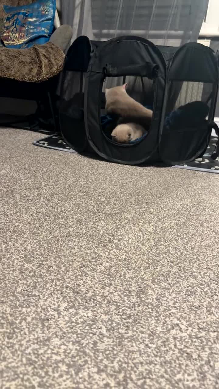 British Shorthair cats for sale: GCCF British Shorthair Lilac Kittens-Champion Line in Watford - Video 3