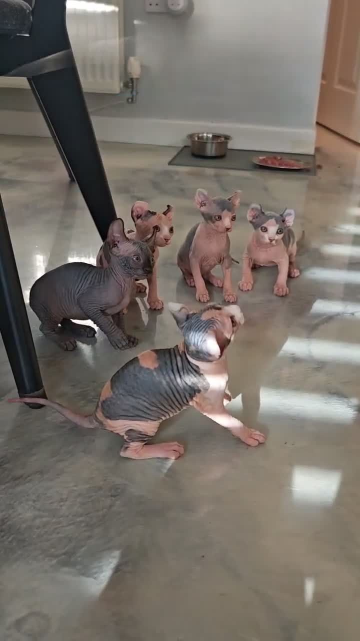 Sphynx cats for sale: Sphynx elf kittens for sale. Rare Calico girls.  - Video 1
