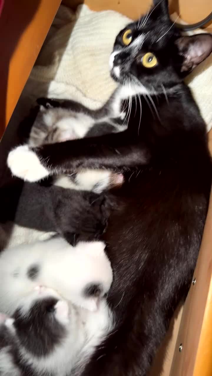 Mixed Breed cats for sale: 5 kittens looking for a forever home  - Video 1