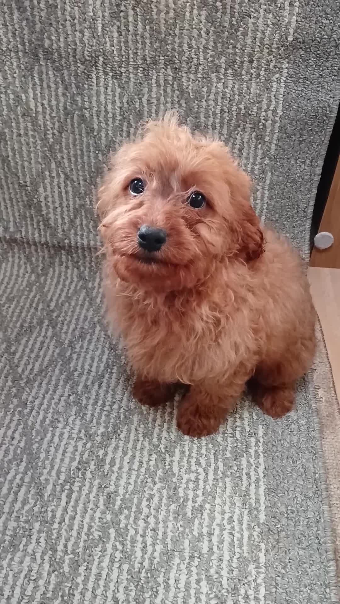 Cavapoo dogs for sale: Red cavapoo pups - Video 1