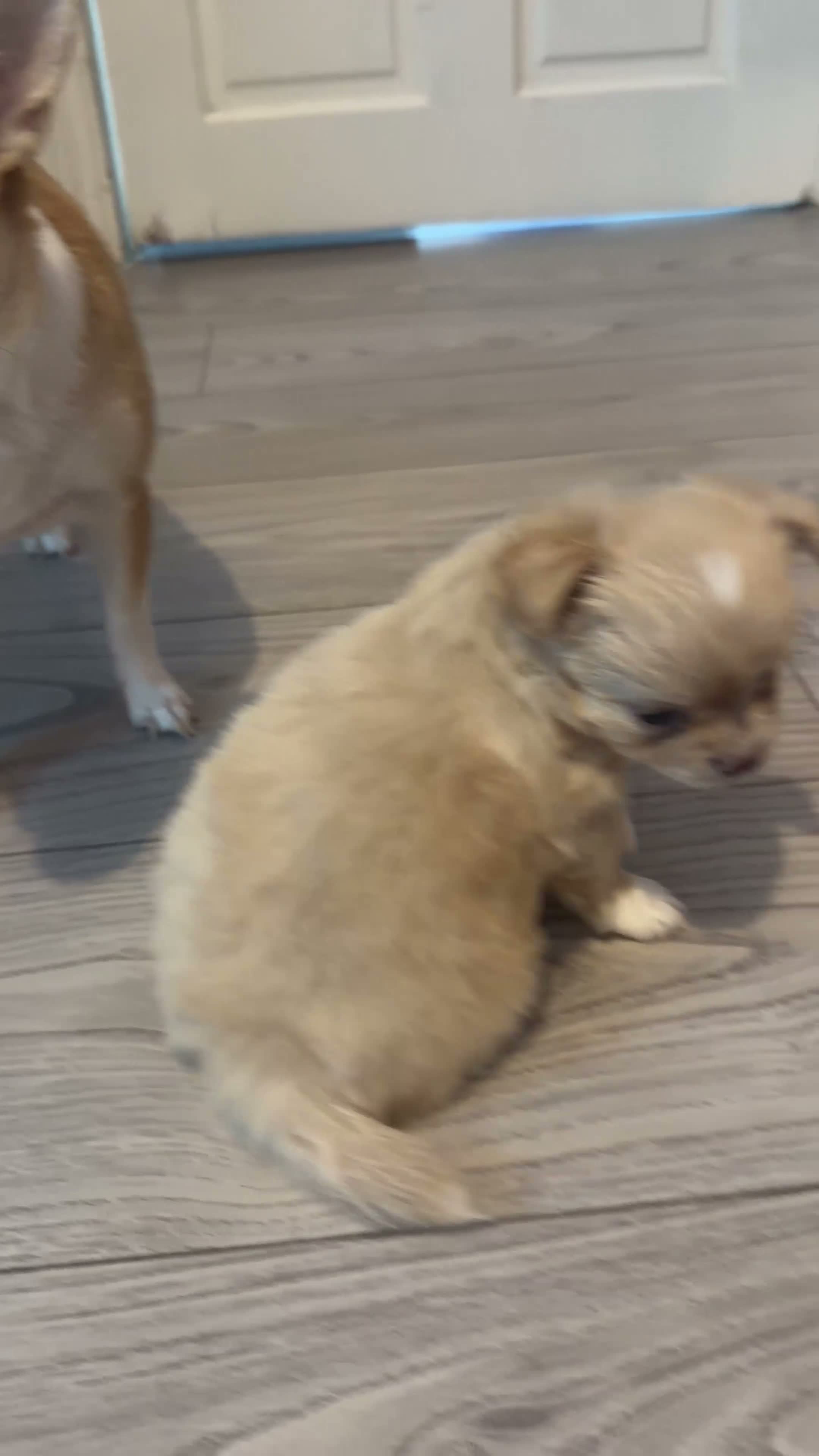 Chihuahua dogs for sale: Beautiful chihuahua boy - Video 1