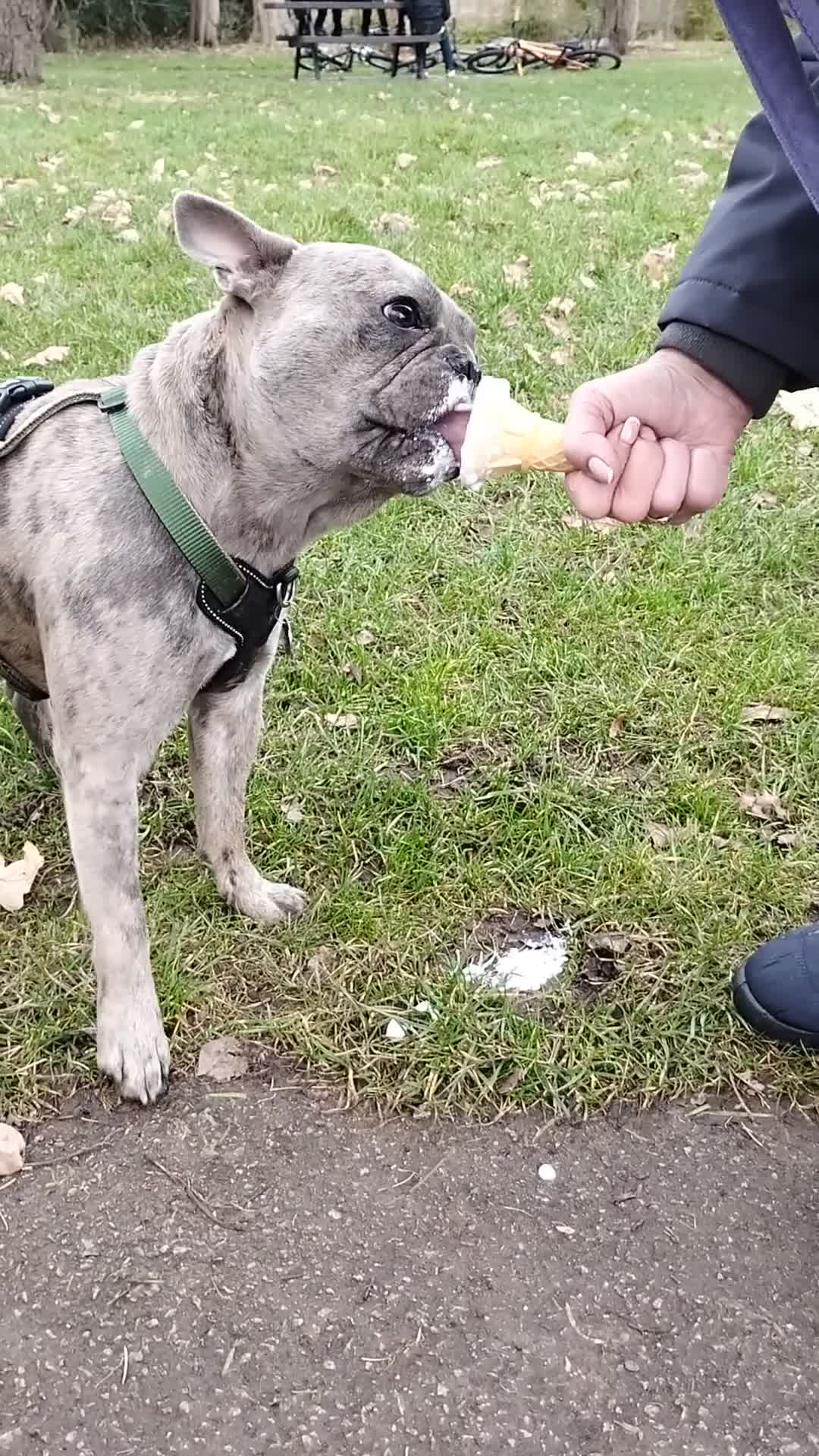 French Bulldog dogs for sale: 2 Year old male Blue Merle Frenchie - Video 1
