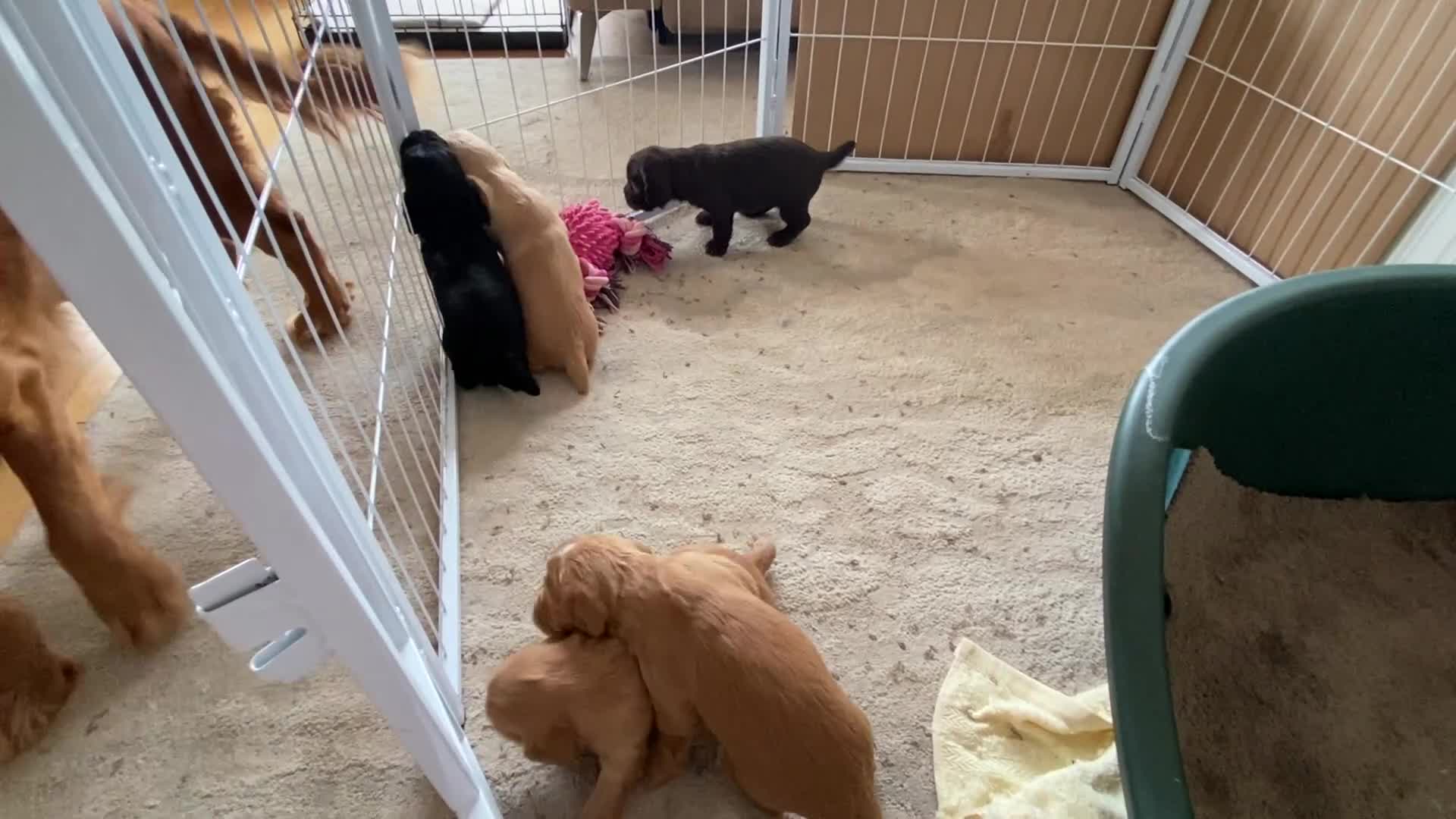 Cocker Spaniel dogs for sale: Beautiful working Cocker Spaniel puppies  in Royston - Video 2
