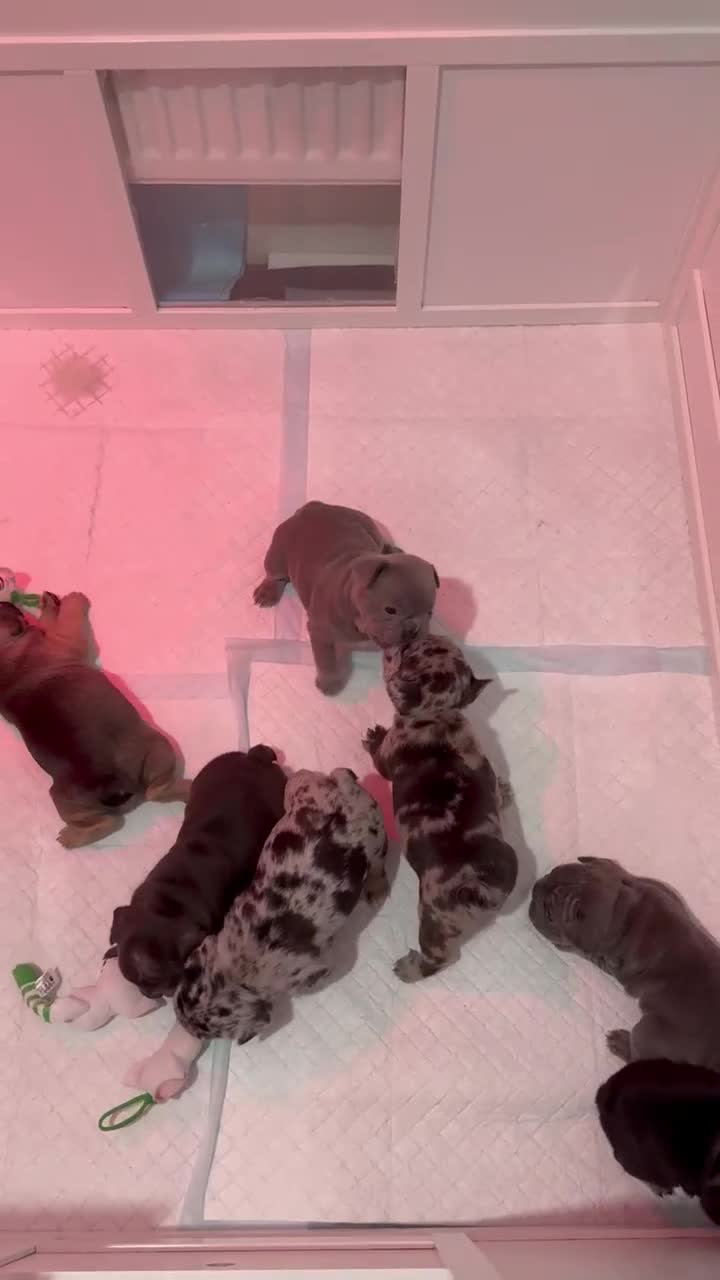 French Bulldog dogs for sale: French bulldog puppies for sale! - Video 1