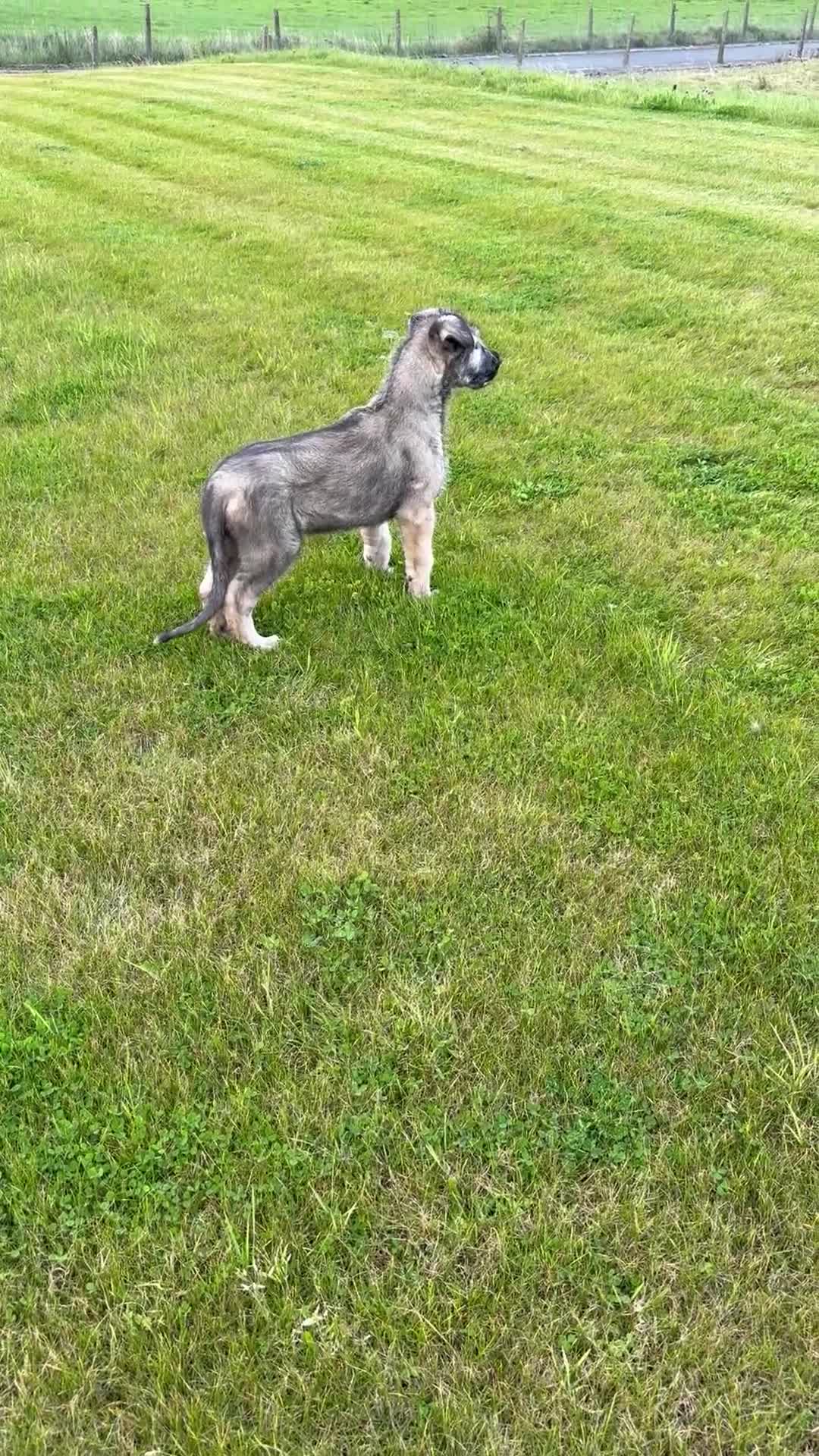 Irish Wolfhound dogs for sale: Irish wolfhound puppies - Video 1