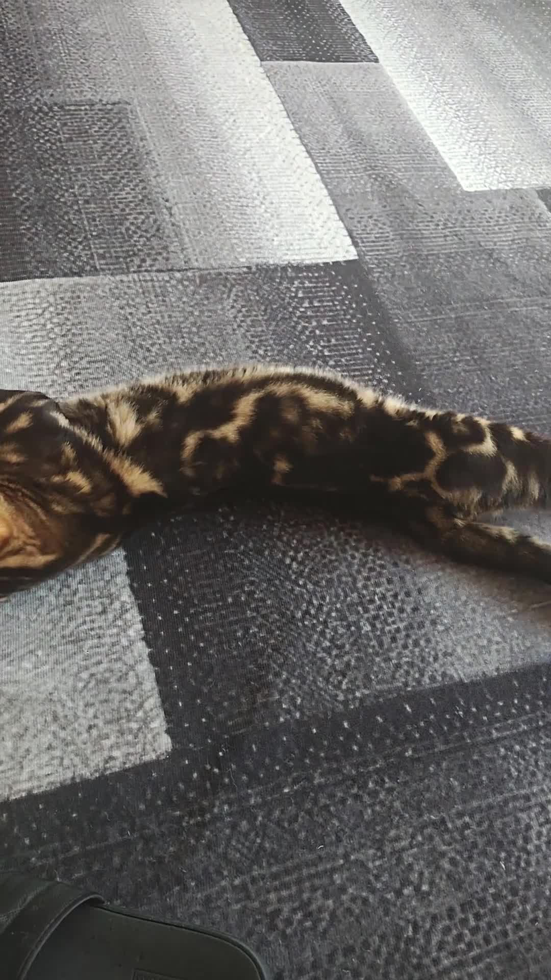 Bengal cats for sale: Bengal cutie waiting for his new home  in Woking - Video 1