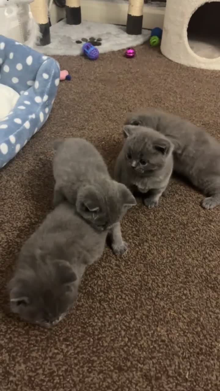 British Shorthair cats for sale: 4 british short hair kittens for sale - Video 1