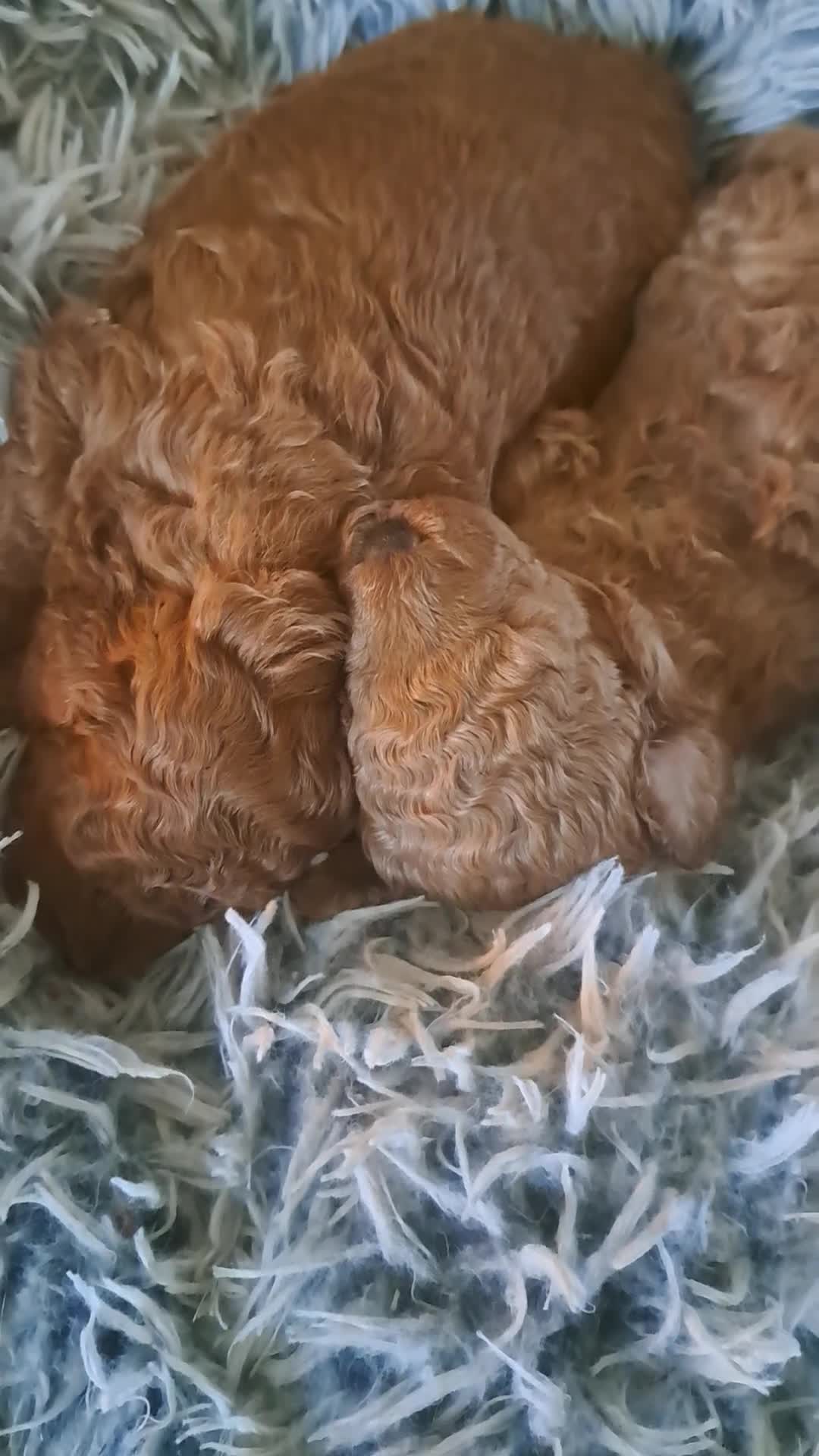 Toy Poodle dogs for sale: Fox Red boy red girl kc reg 1600 - Video 2