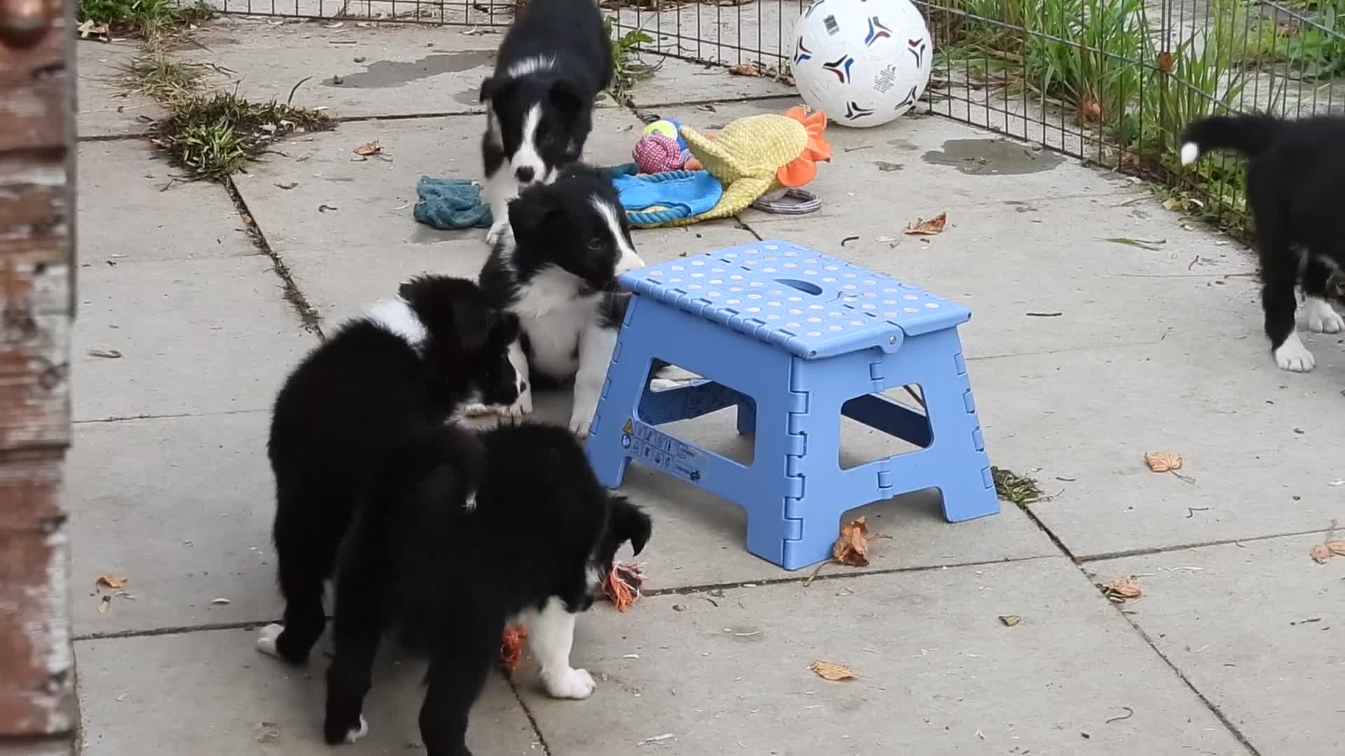 Border Collie dogs for sale: 3 lovely pups for sale - Video 2