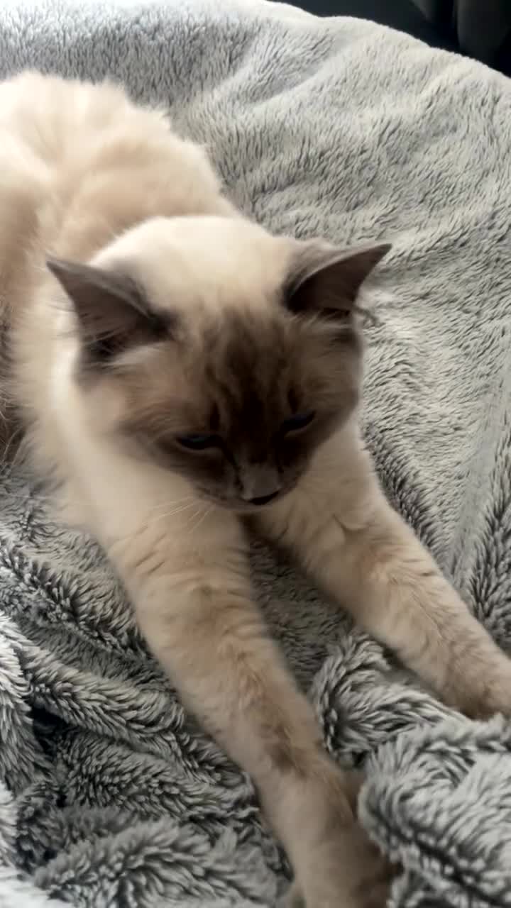 Ragdoll cats for sale: GCCF Active Female Ragdoll - Video 1