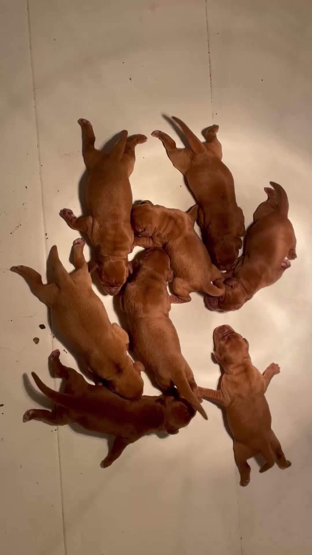 Labrador Retriever dogs for sale: Fox Red Labrador Puppies For Sale - Video 2