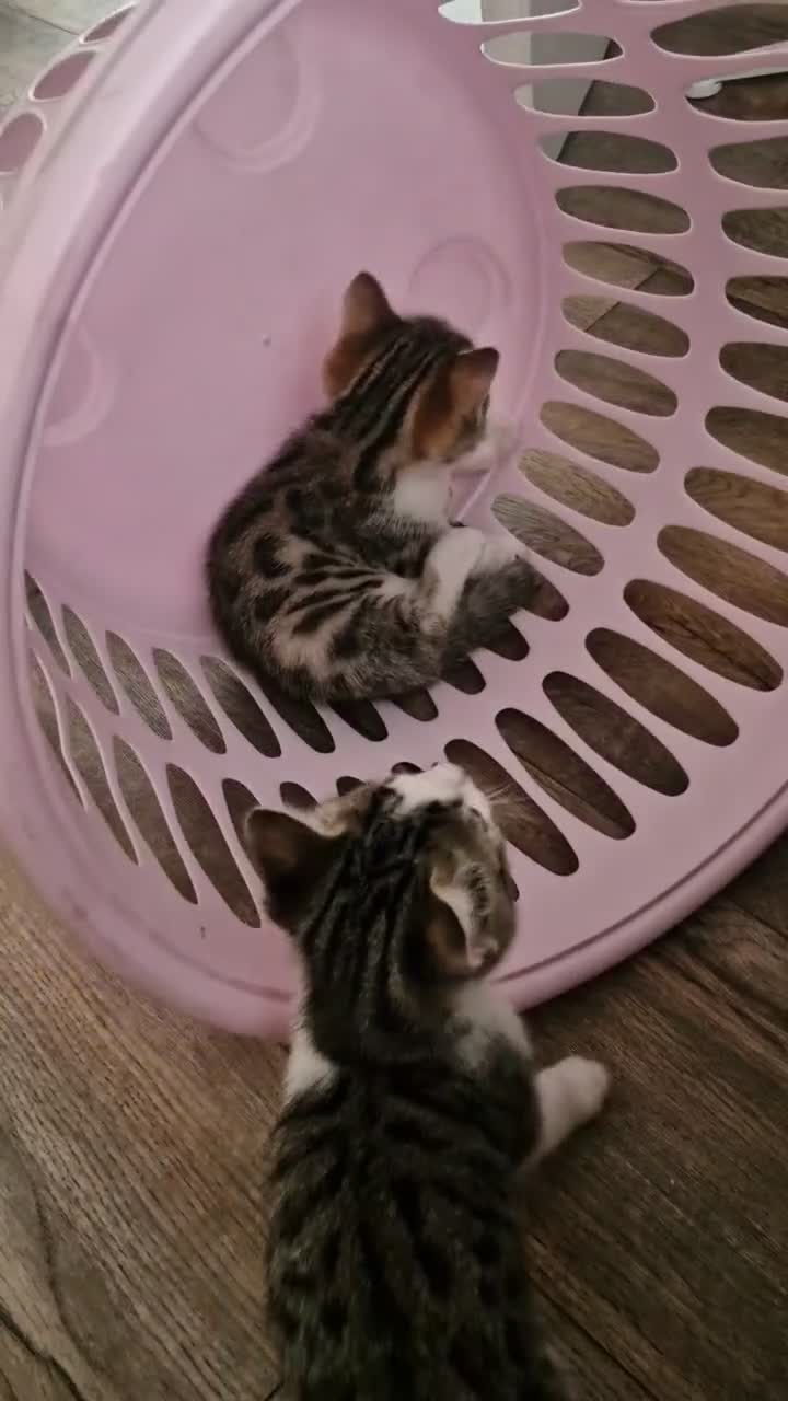 Mixed Breed cats for sale: 3 half bengal kittens - Video 1